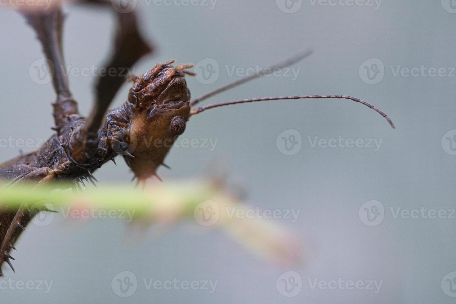 cabeza de una mantis religiosa, al acecho en una rama foto