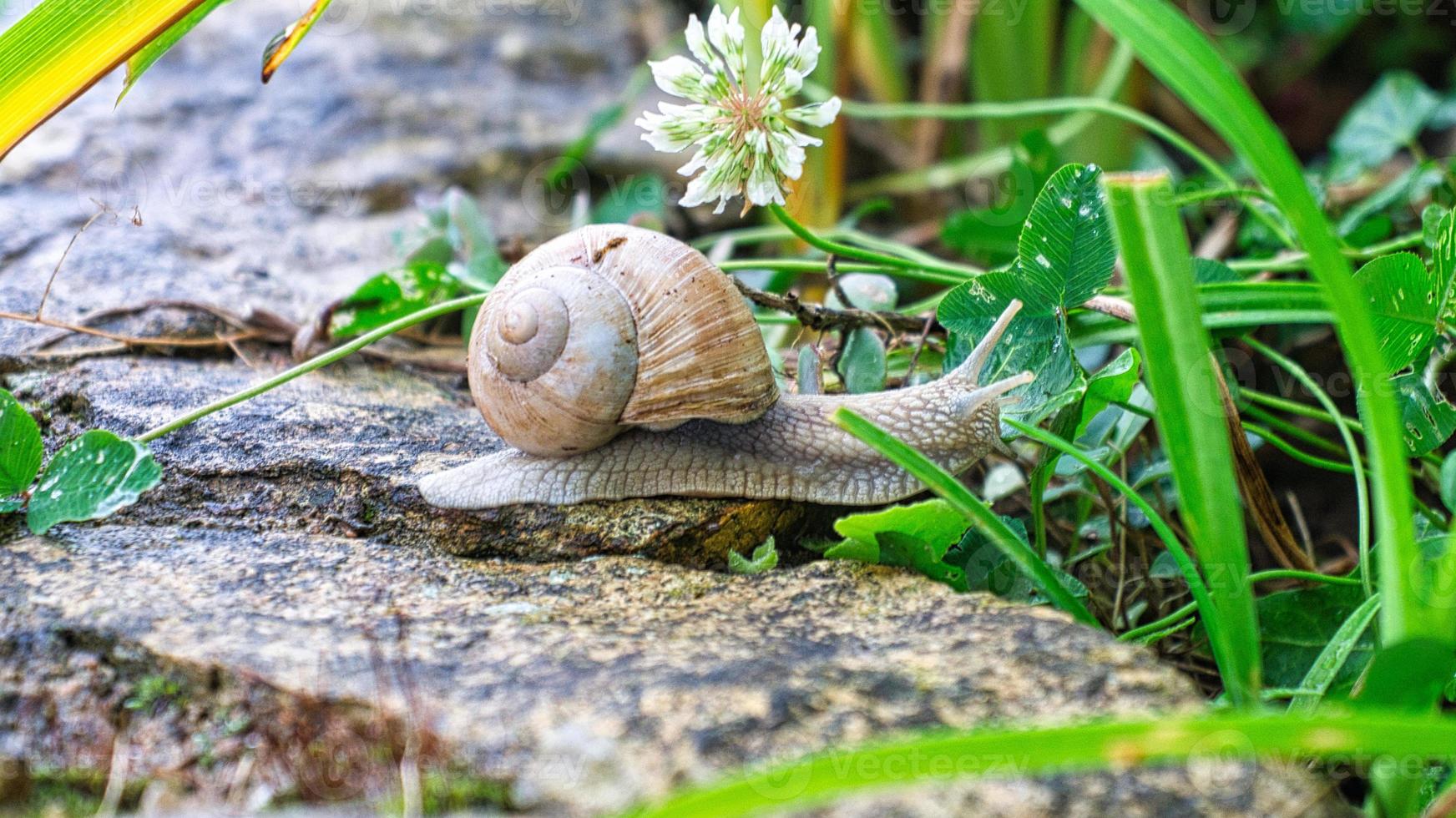 Vineyard snail crawls across a path into the grass. Close up of the mollusk. photo