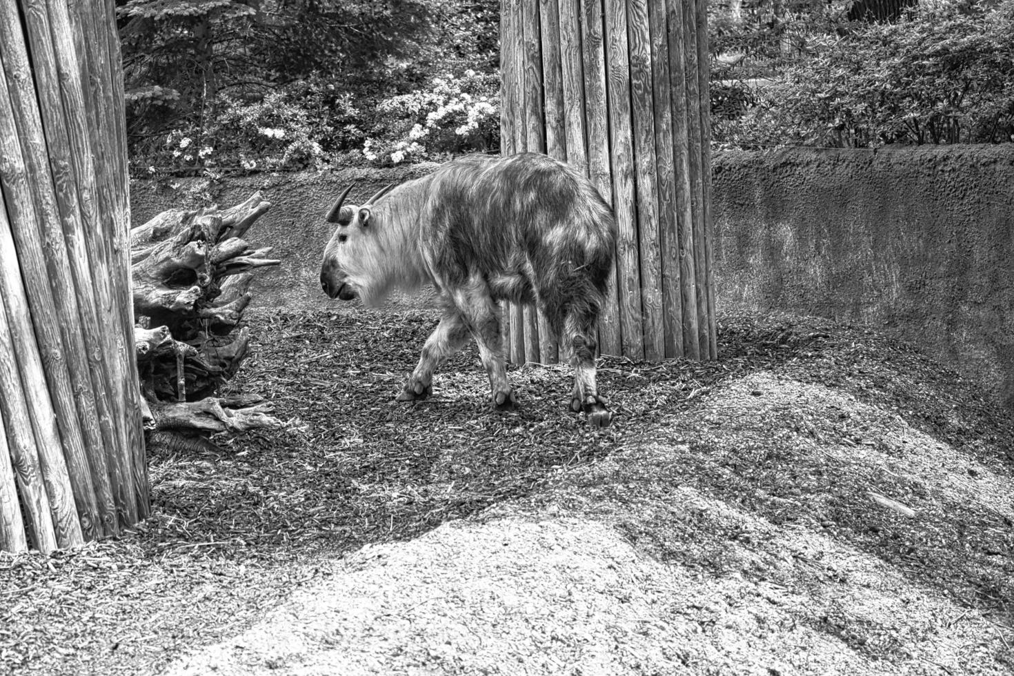 gold yak in black white, bos mutus with beautiful coat and horns. From Himalayas. photo