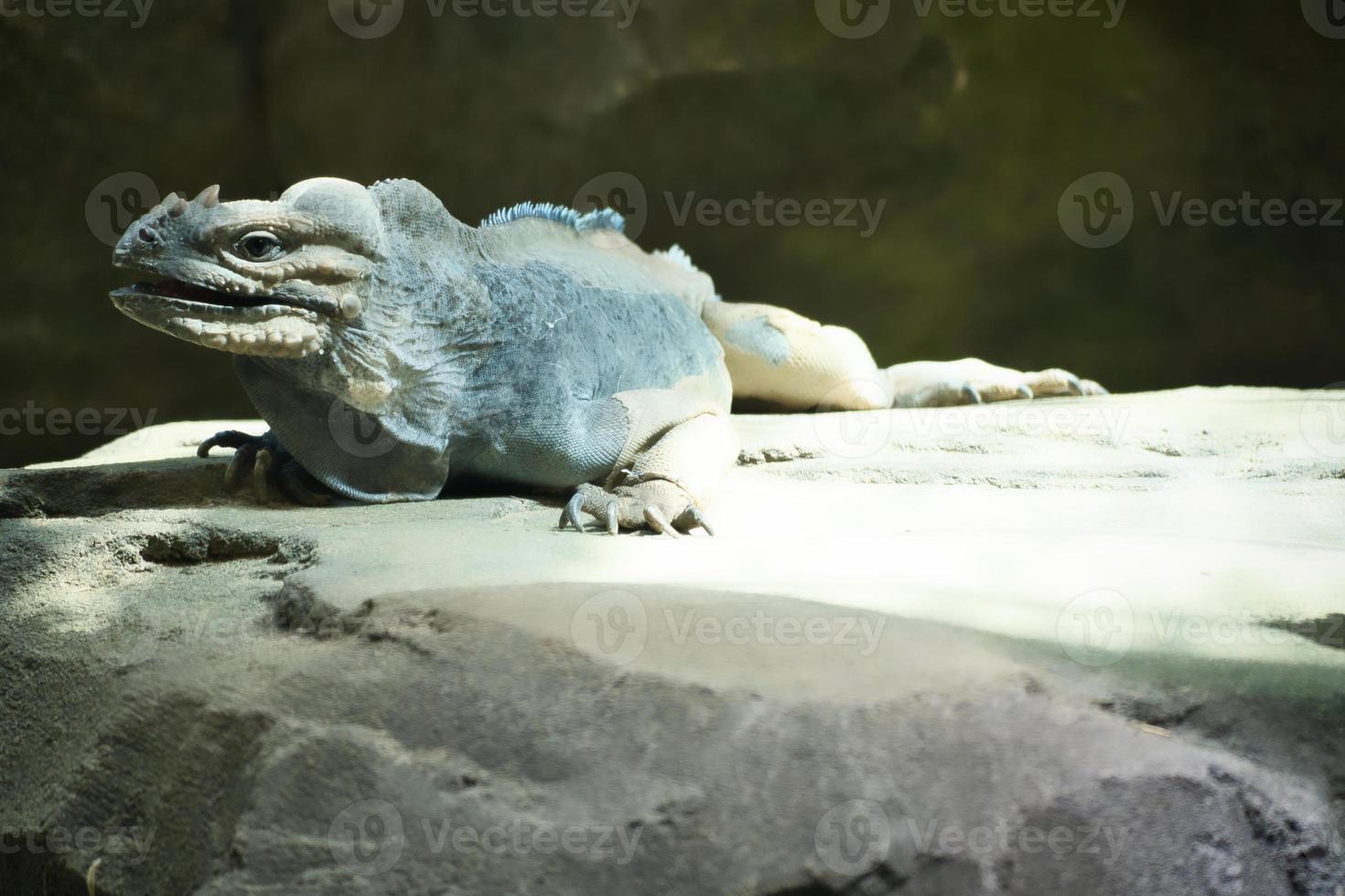 large iguana lying on a stone. Thorny comb and scaly skin. Animal photo