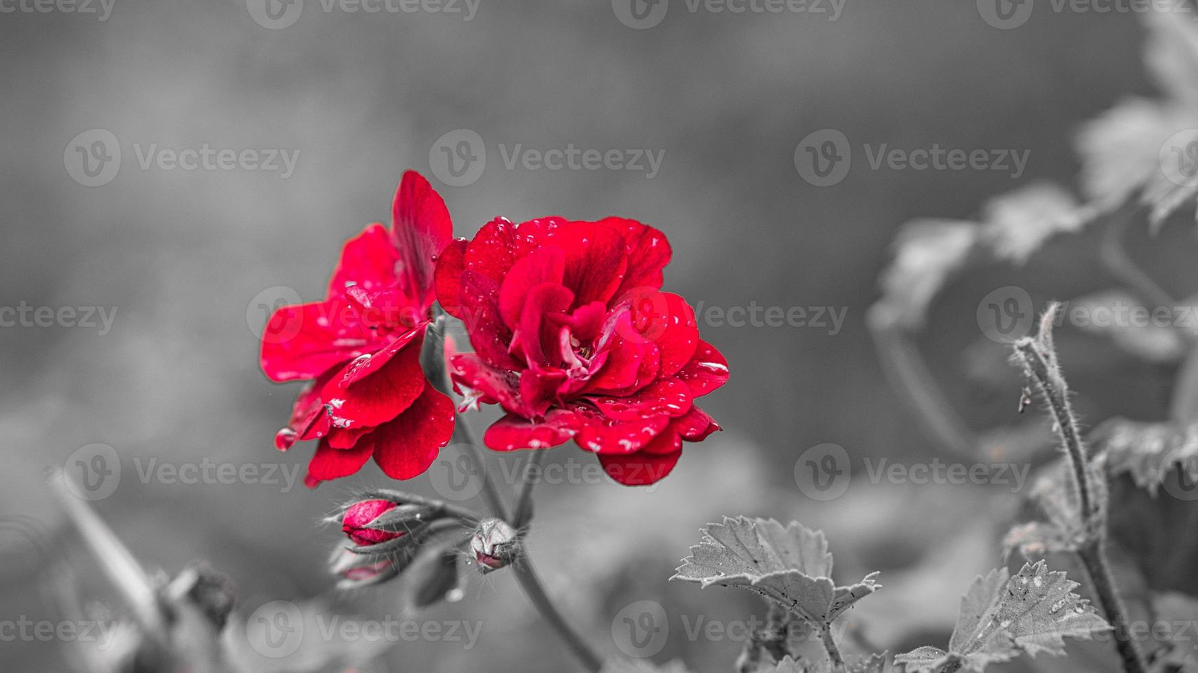 geraniums monochrome shown photo