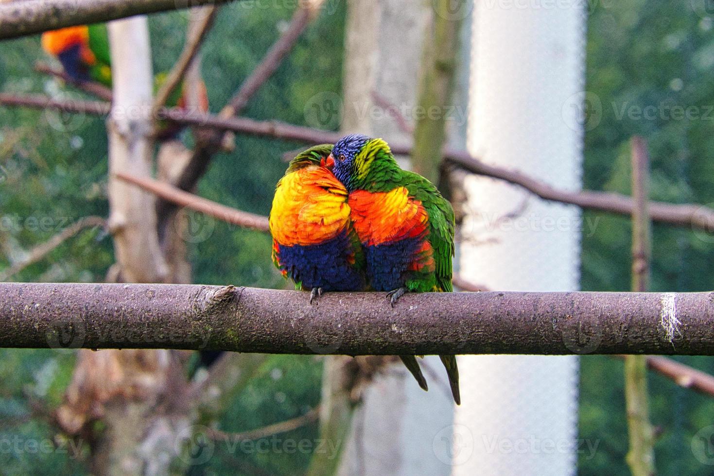 A lorikeet couple in love on a branch. Lorikeet, also called Lori for short photo