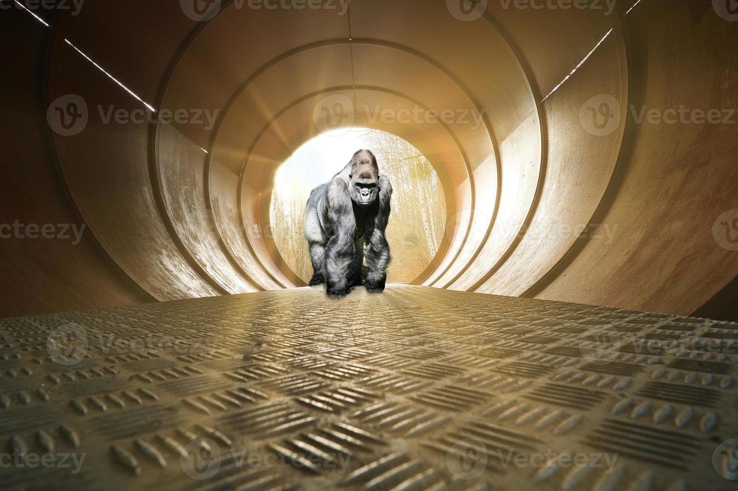 Composing with a gorilla at the end of a tunnel. Sun rays shine behind the gorilla photo