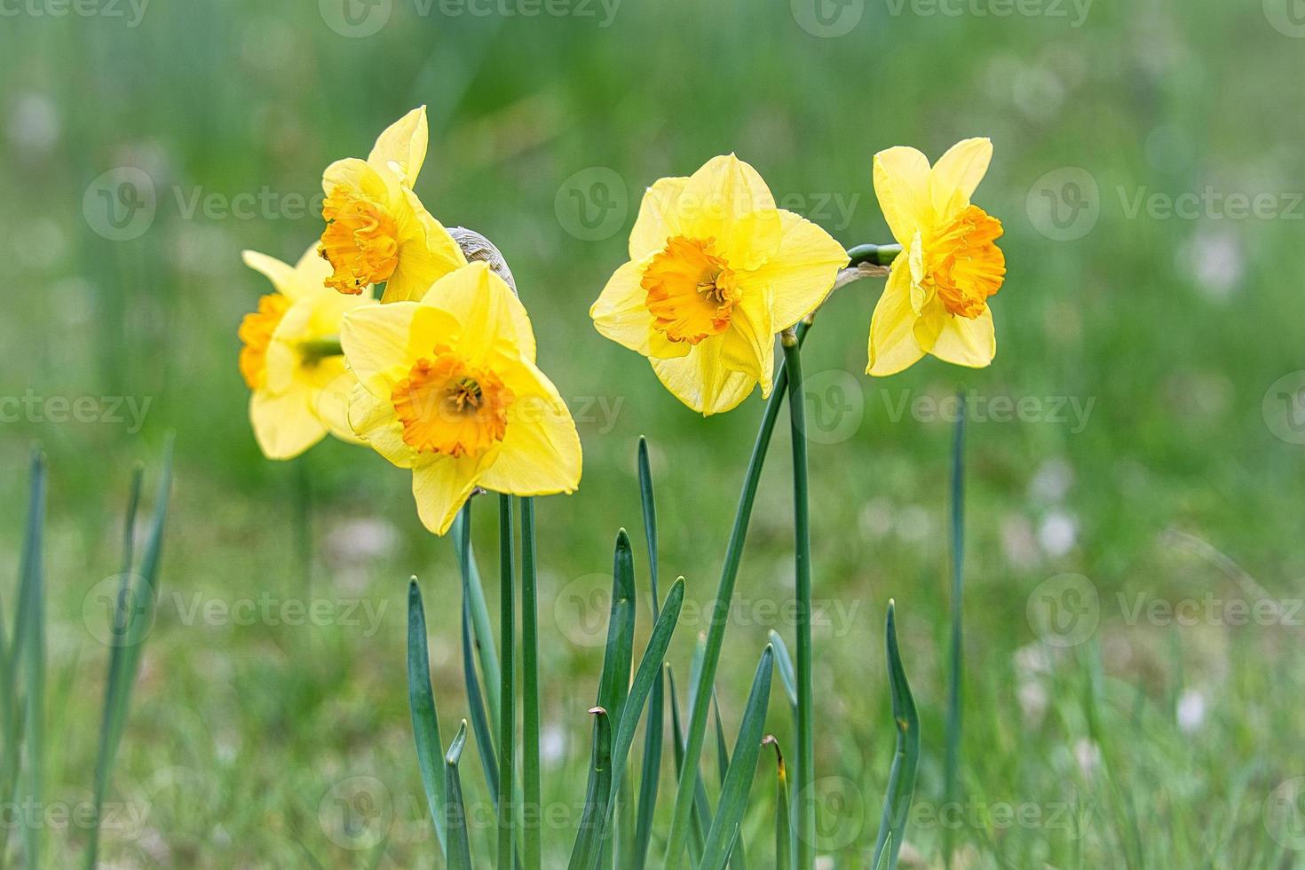 Daffodils at Easter time on a meadow. Yellow white flowers shine against the green grass. photo