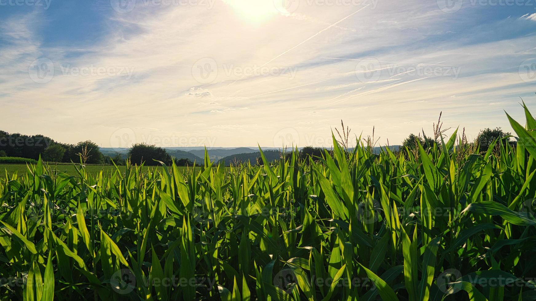 view over the cornfield into the valley. discovered in saarland photo