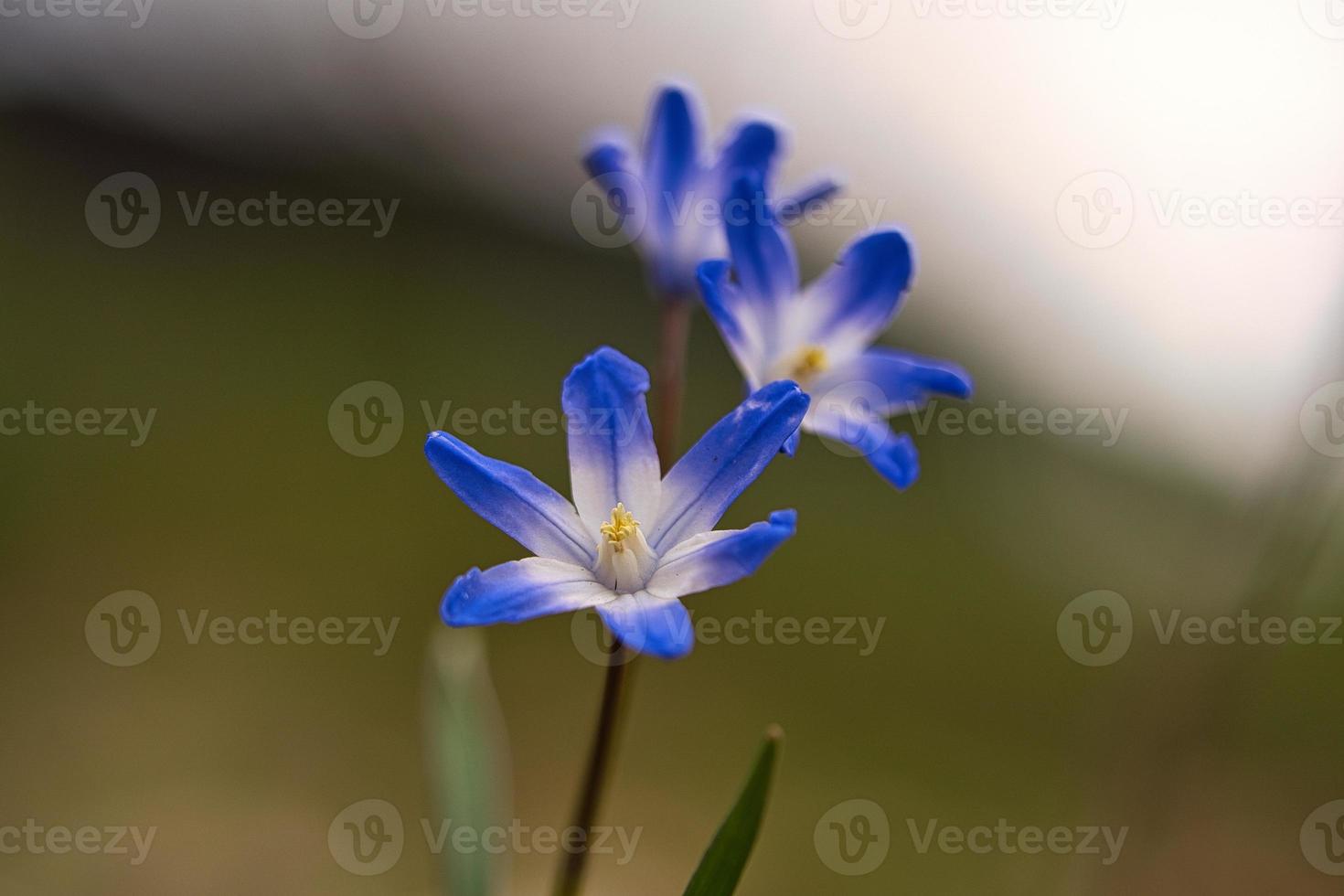 el jacinto estrella común son flores tempranas que anuncian la primavera. Florece en Semana Santa. foto