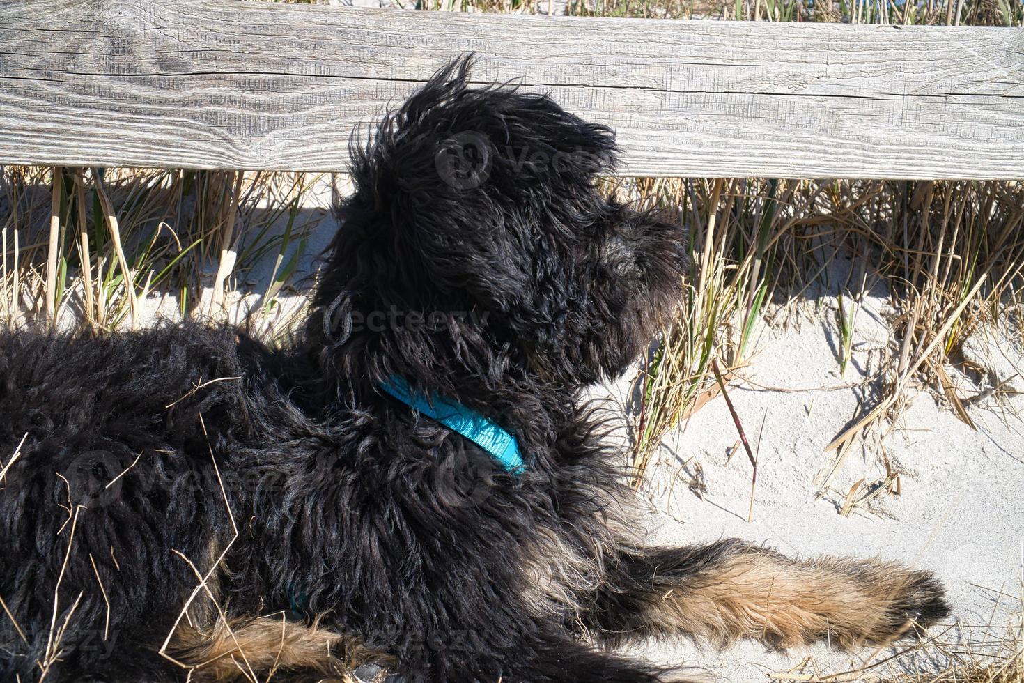 goldendoodle tumbado en la playa del mar báltico. el perro observa los alrededores. foto