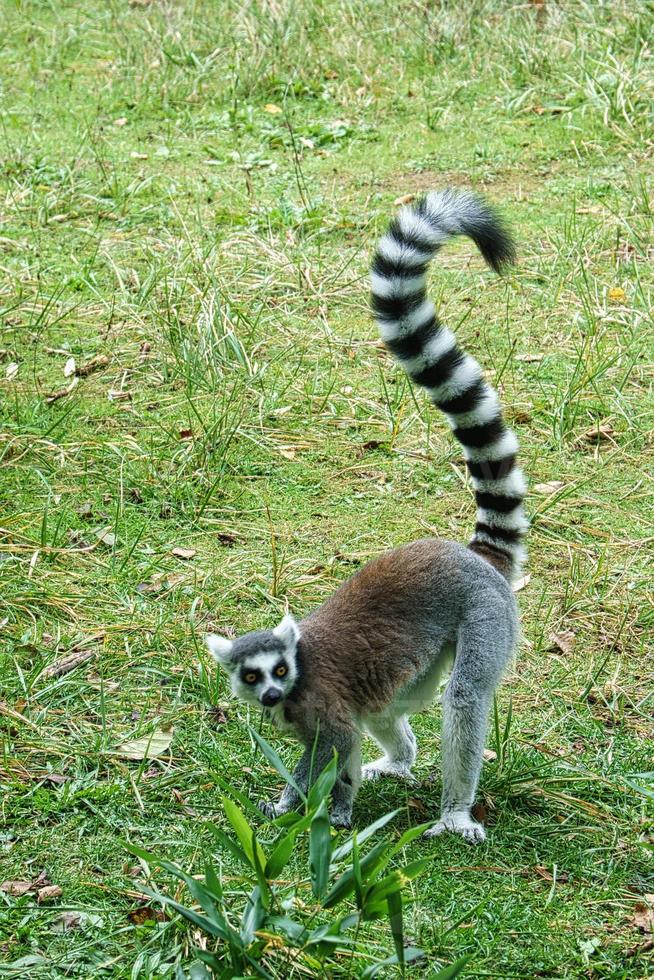 Maki monkey on the ground looking at the viewer. interested and playful are the black and white monkeys. photo