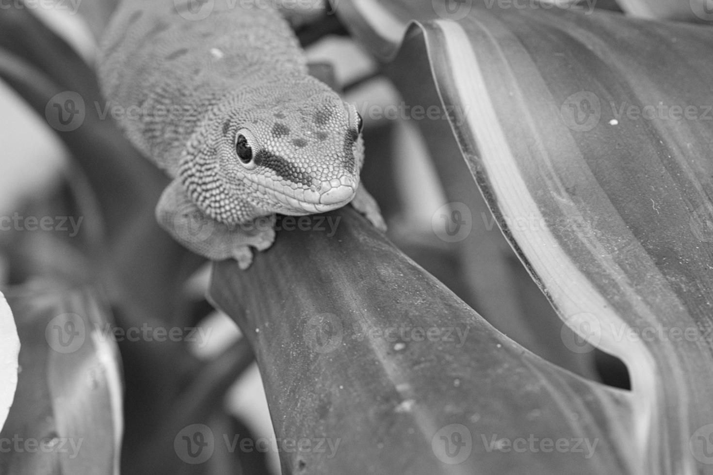 the emerald green gecko is and beautiful tepid predator. It hunts insects photo