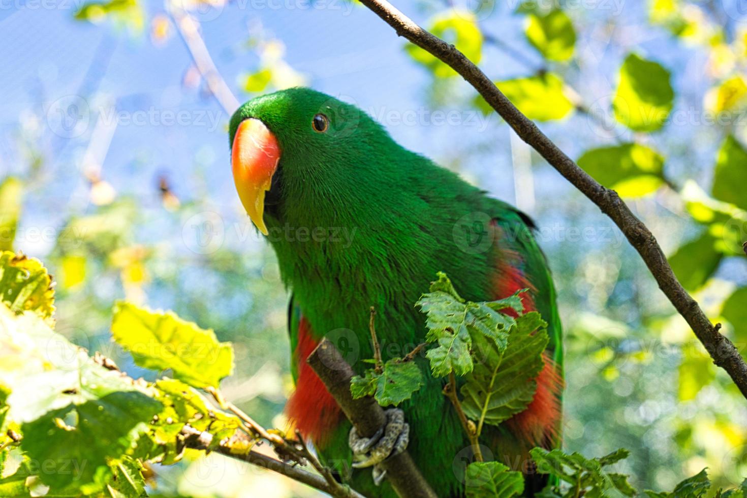 a colorful lori in the branches. loris are a species of parrot photo