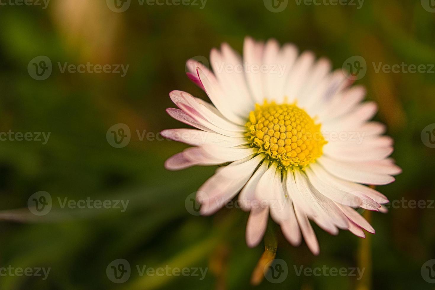 margarita con mucho bokeh en un prado. centrarse en el polen de las flores. foto