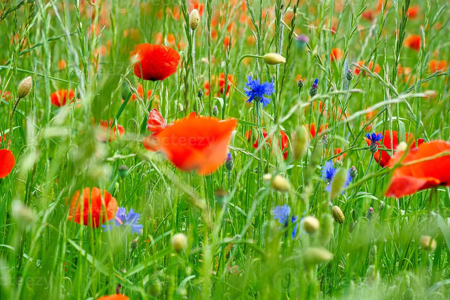 The corn poppy shines in the red color splendor. When a green meadow is decorated photo