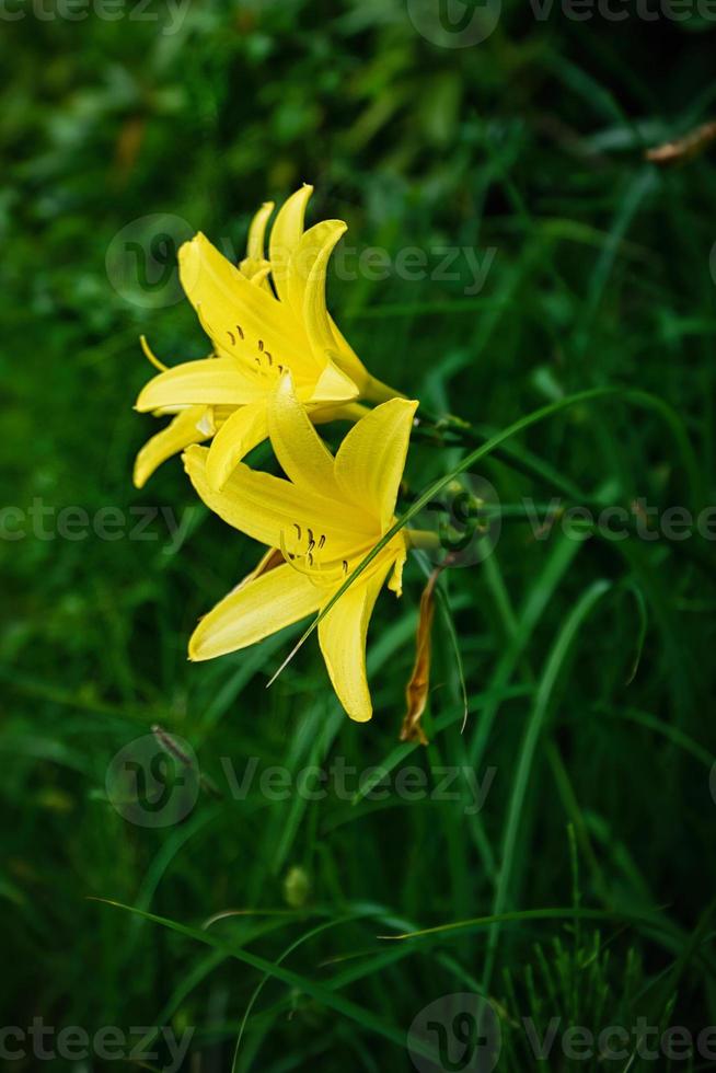 gorgeous yellow lily with beautiful bokeh. Green leaves complete the color harmony. photo
