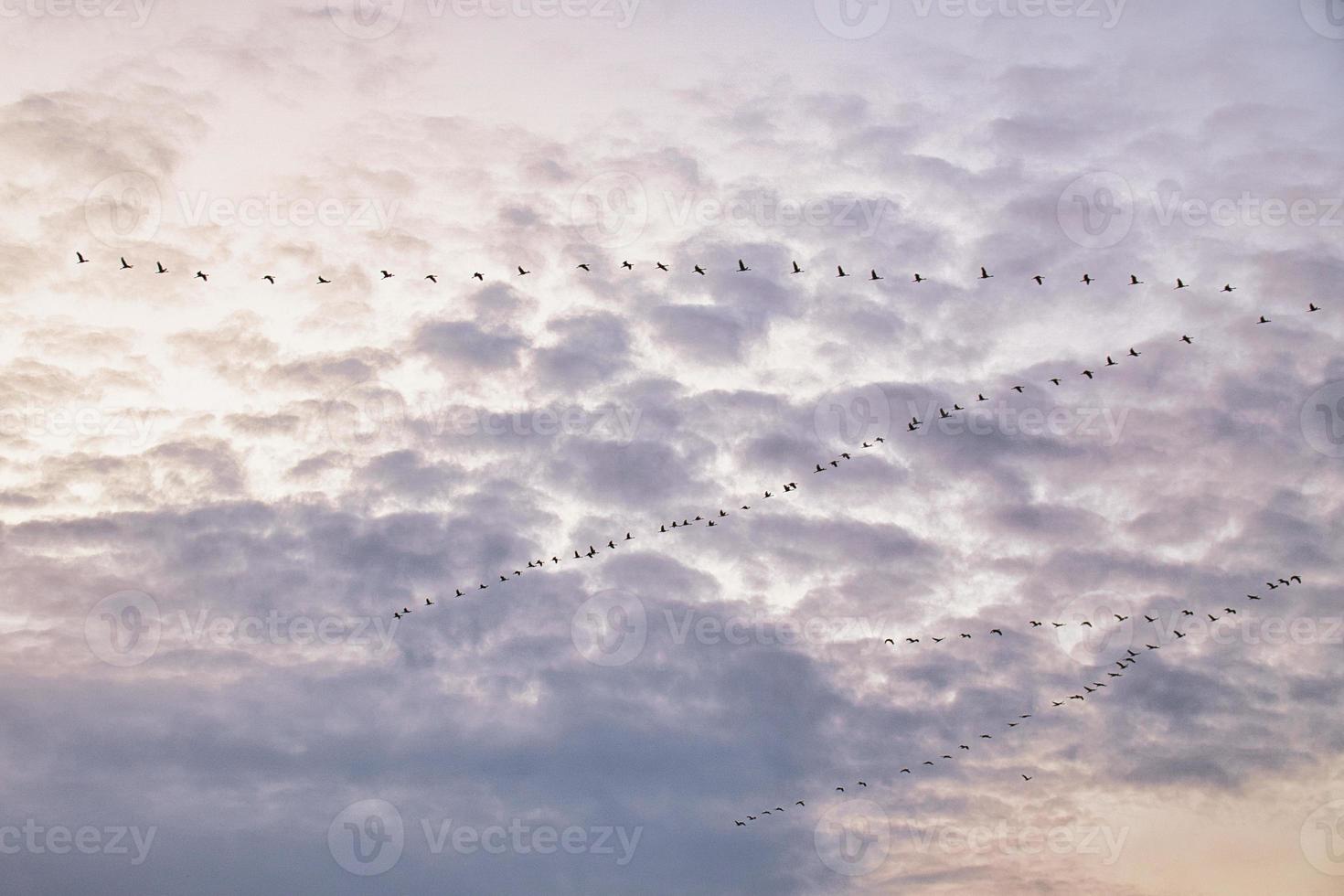 Cranes moving in formation in the sky. Migratory birds on the Darss. photo