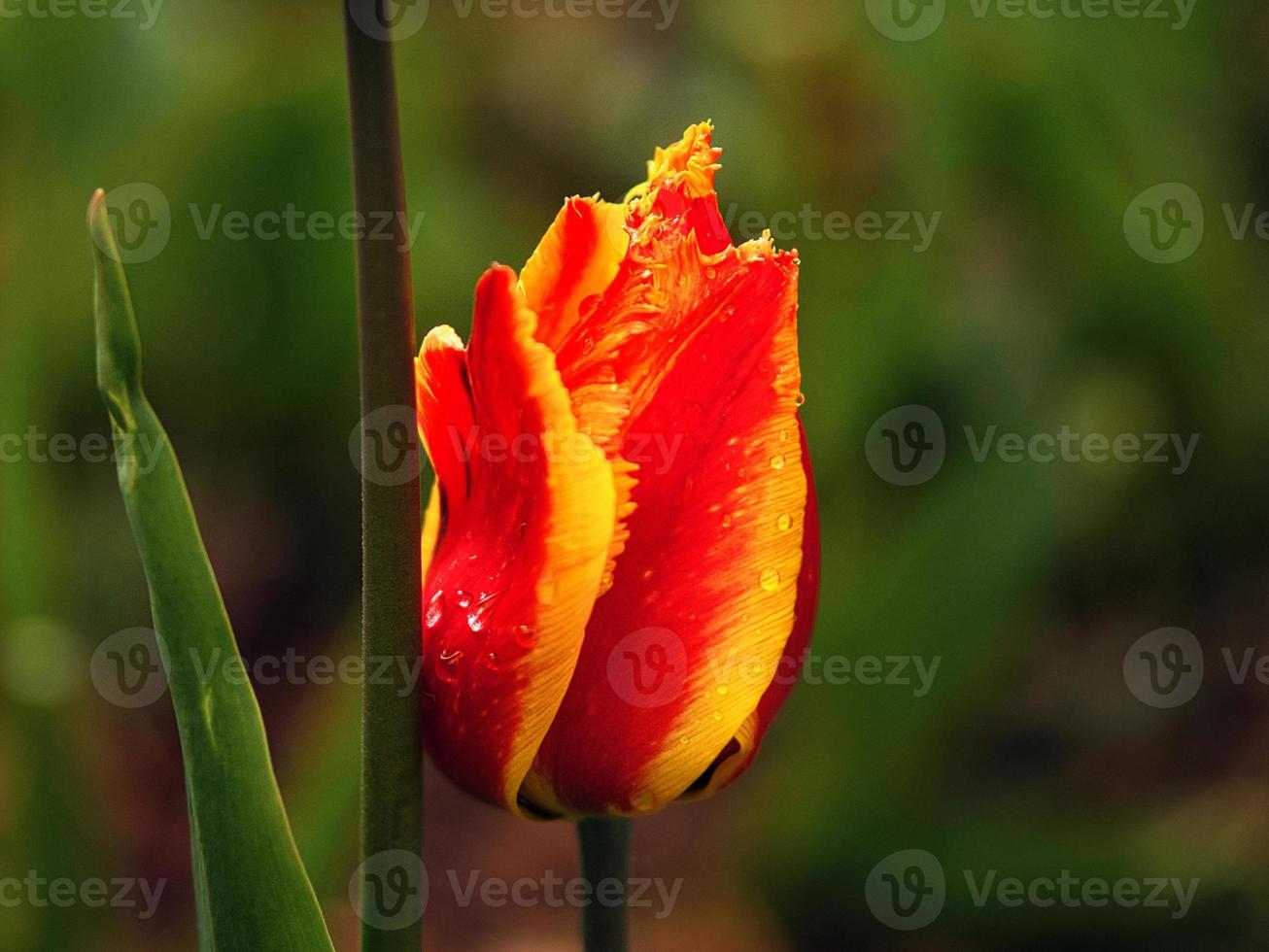 Tulips depicted individually. Flower with bokeh in red and yellow. photo