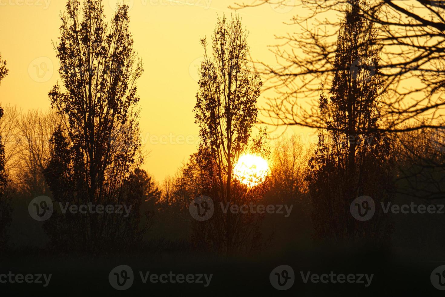 puesta de sol con cielo ardiente detrás de los árboles. foto