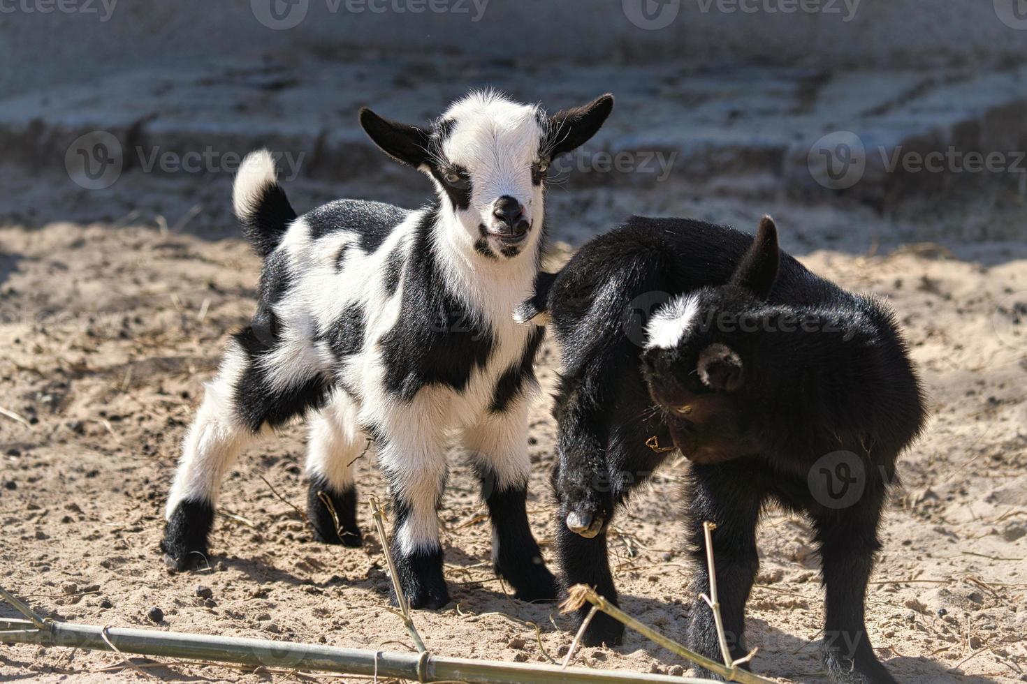 Goats are farm animals. They are interesting to watch, especially if they are young animals photo