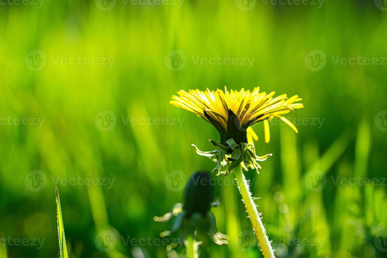 Dandelion or also called dandelion, in yellow colors. they are