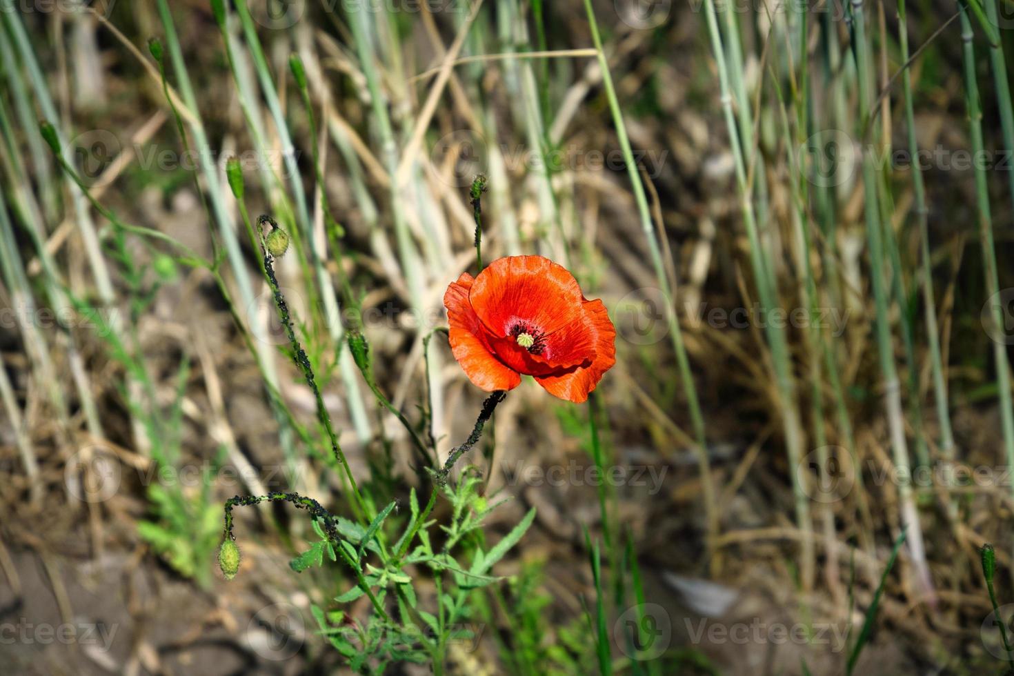 gossip poppies in a summer meadow. splashes of color in red. the delicate petals isolated. photo