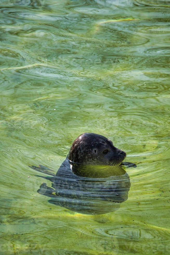 cute sea seal at the berlin zoo photo