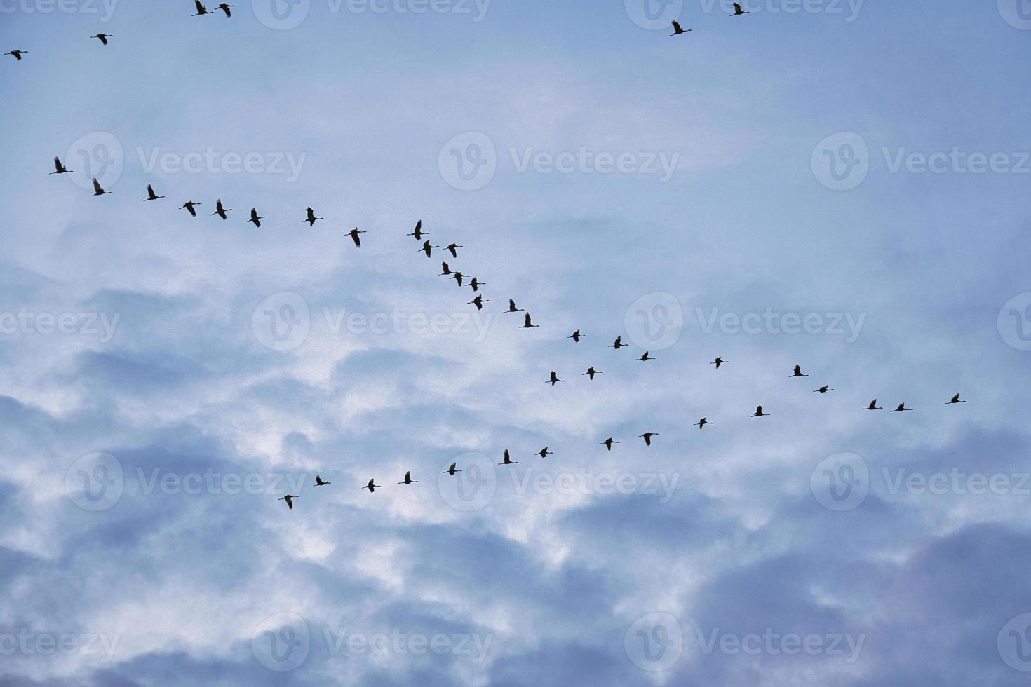 grúas moviéndose en formación en el cielo. aves migratorias en el darss. foto