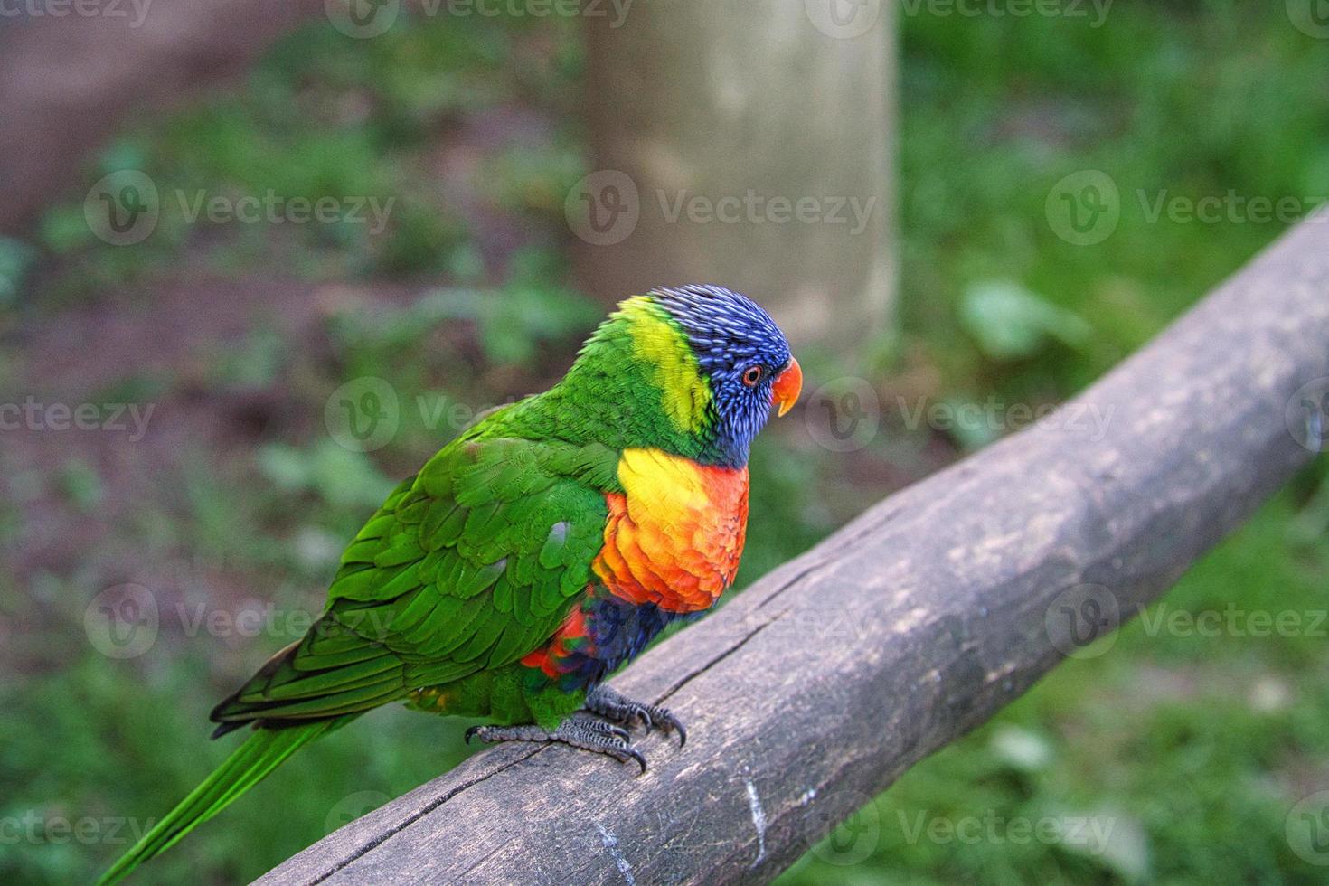 Lorikeet also called Lori for short, are parrot-like birds in colorful plumage. photo