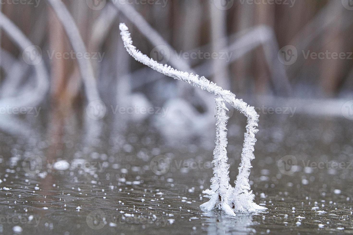 cristales de hielo que se formaron en un tallo de caña. el tallo de caña sobresale del lago helado. foto