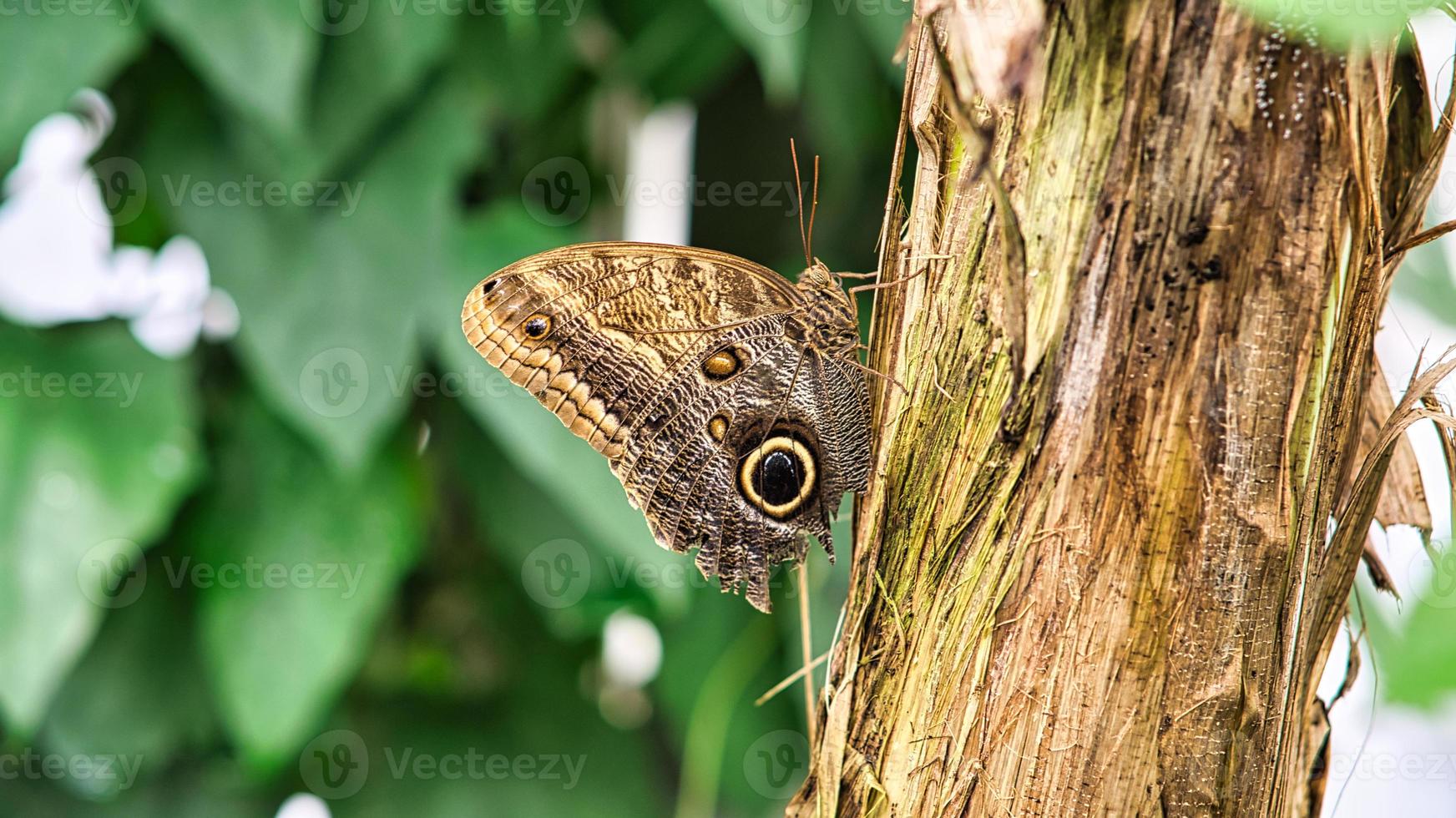 colorful butterfly on a leaf, flower. elegant and delicate. detailed pattern of wings. photo