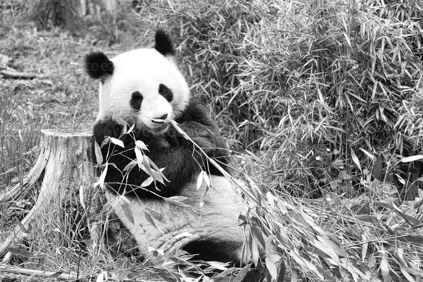 panda grande en blanco y negro, sentado comiendo bambú. especie en peligro. foto