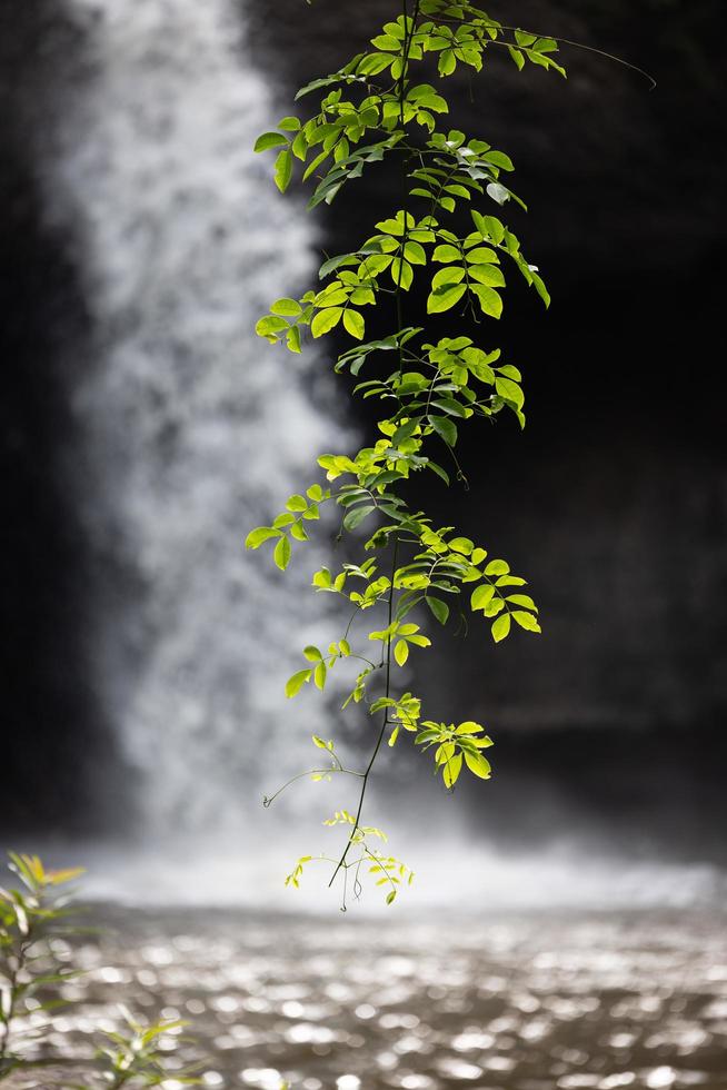 A natural waterfall in a big forest in the midst of beautiful nature. photo