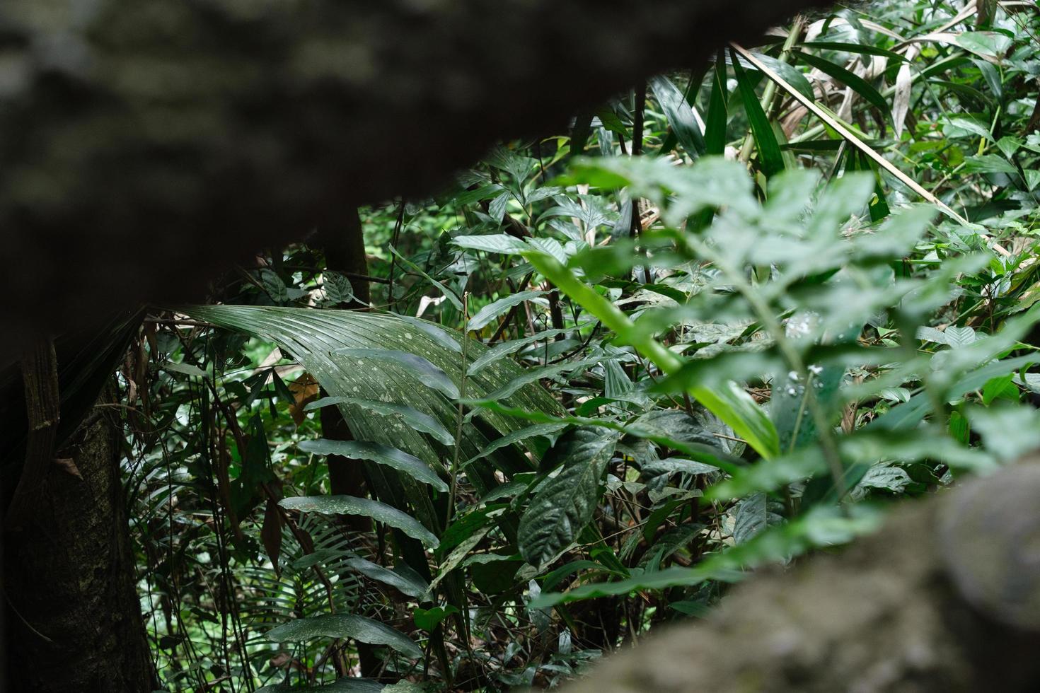 Waterfall in the big forest, beautiful in nature. photo