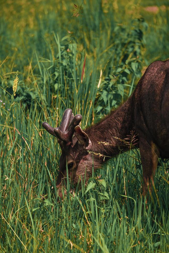 Deer looking for food on the meadow photo
