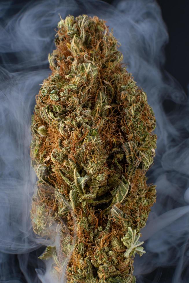 blackberry x skunk bud con fondo de humo foto