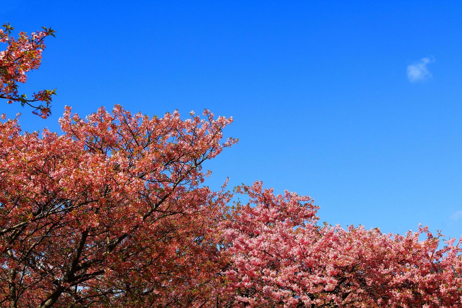 Beautiful spring wild Himalayan cheery blossom blooming on trees with sunlight flare or leak and clear blue sky background at park garden Tokyo, Japan. Pink Sakura flower bushes with copy space. photo