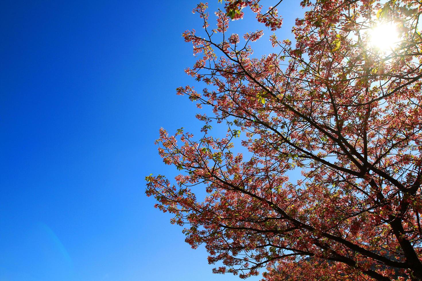 Beautiful spring wild Himalayan cheery blossom blooming on the trees with clear blue sky background at park garden Tokyo, Japan. Pink Sakura flower bushes with copy space. Beauty of flora, Botanical. photo