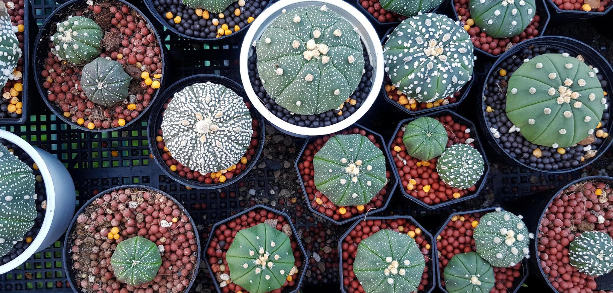 Top view of many green cactus with gravel in black and white flower pot on basket. Flat lay of natural plant and Growth concept photo