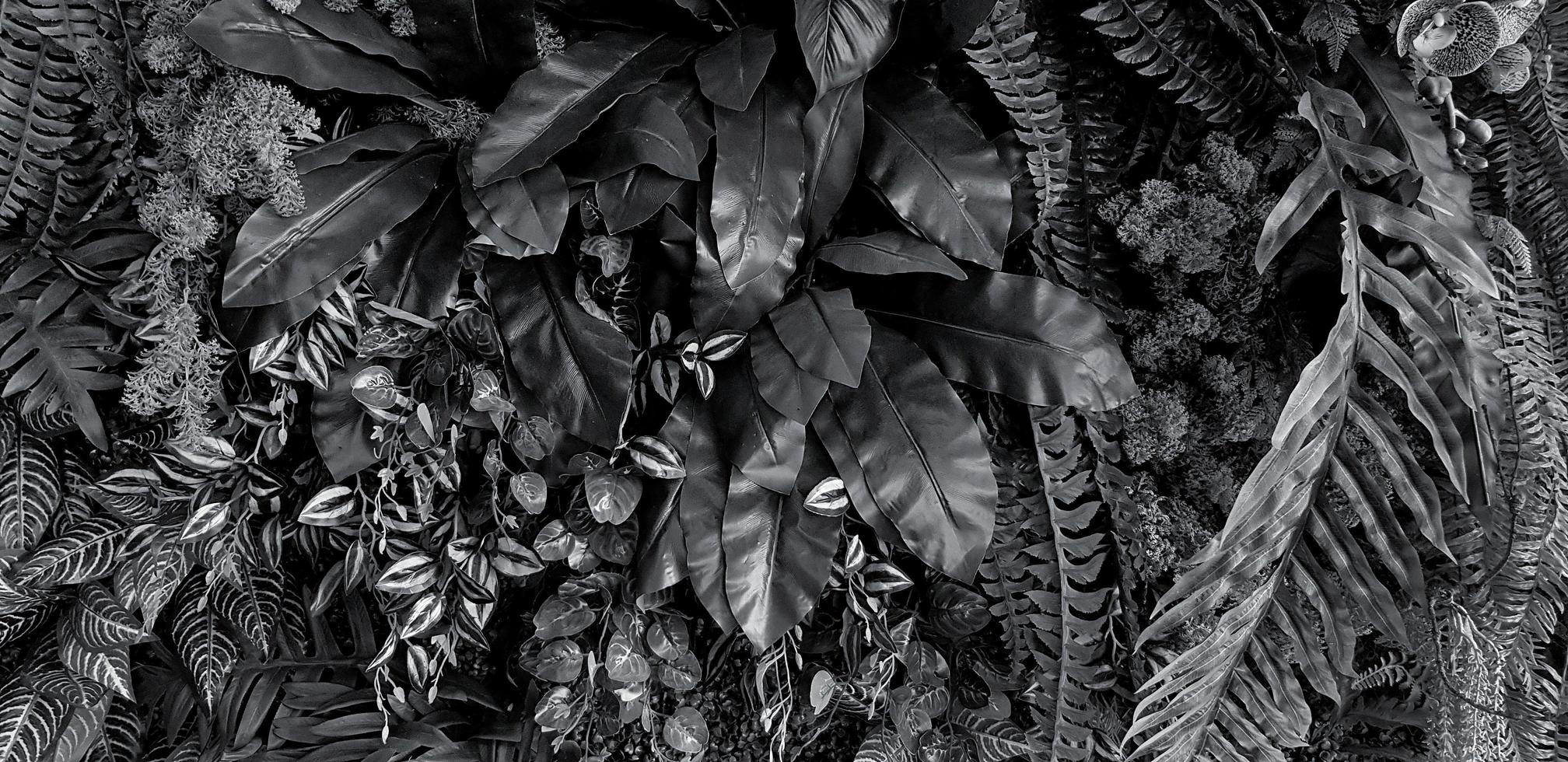 Creeper plant, vine or ivy and leaves wall for background in black and white color. Natural wallpaper or Nature pattern in monochrome tone. Freshness season. photo