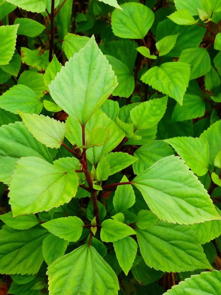 Many green leaves in the tropical forest at  Doi Luang Chiang Dao, Chiangmai, Thailand. Beauty in nature and Shape of leaf. Freshness natural photo