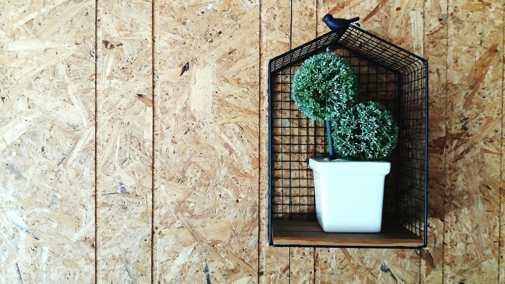 White flowerpot with green tree hanging on isolated with wooden wall background and left copy space. Decoration concept photo