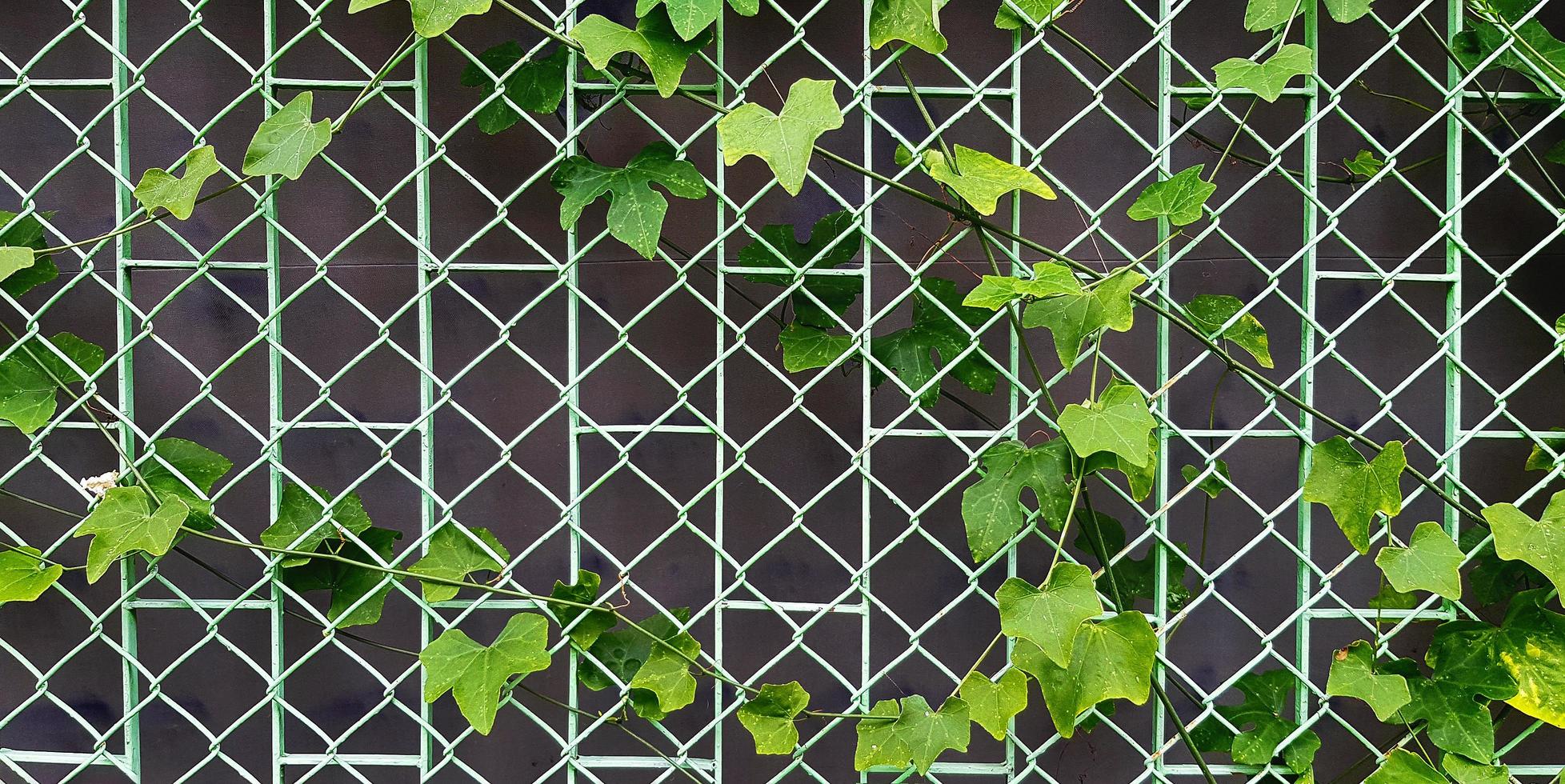 vid de calabaza verde o crecimiento de plantas rastreras en la cerca de acero inoxidable con fondo de pared. el árbol crece en un patrón de línea de acero. foto