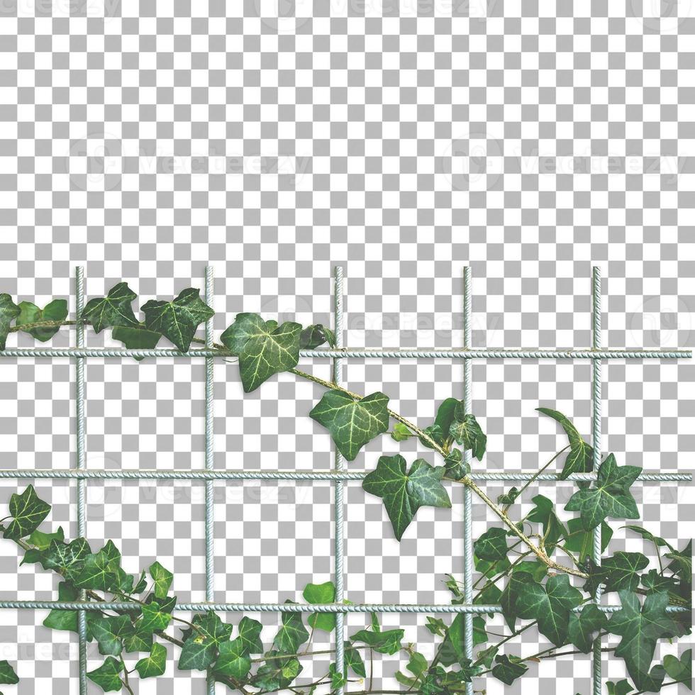 Front view isolated green ivy grid photo