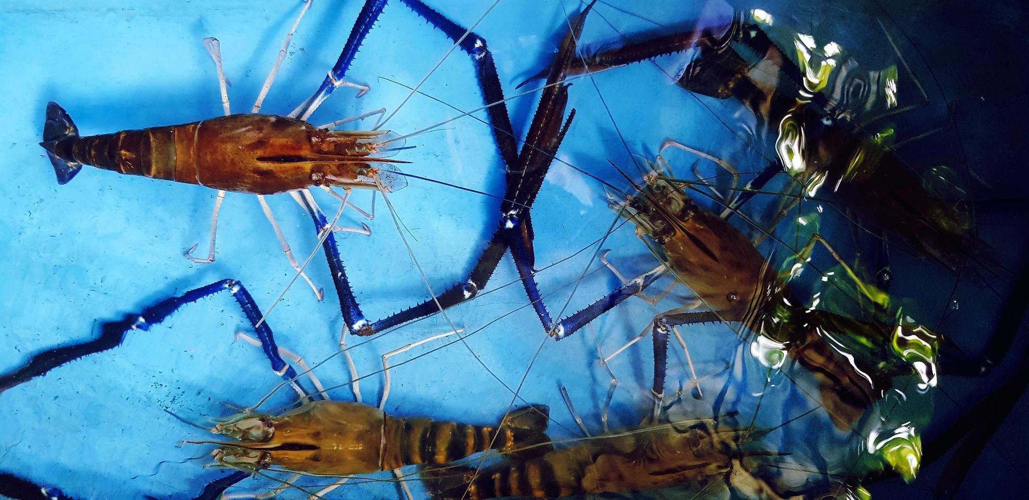 Top view of head of shrimp or river prawns on blue water tank at street food market. Close up fresh Seafood and Animal concept. photo
