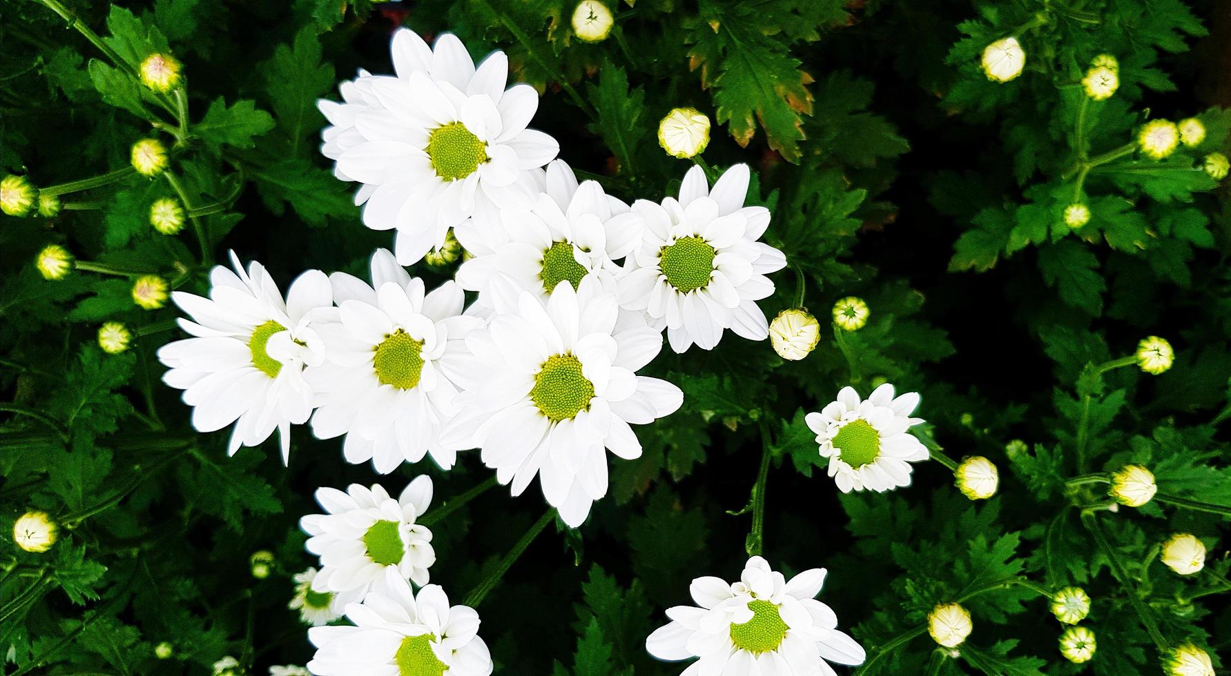 Beautiful tropical white flower with green leaves in fresh floral garden park. Beauty of nature, Name of flower is Chrysanthemum and scientific name is Dendranthema Grandiflora. photo