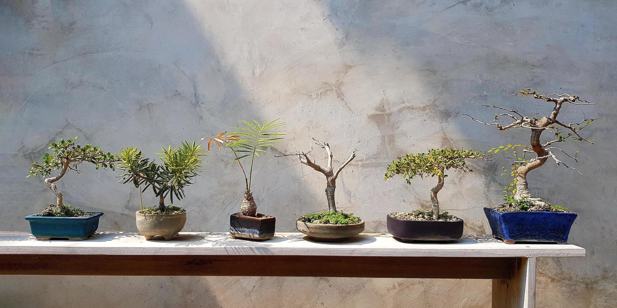 bonsai verde en maceta de árbol en estante de madera para la venta o casa decorada o casa con fondo de pared de loft gris. grupo de árboles colocados en una bandeja de madera blanca con luz solar y hormigón gris o papel pintado de cemento. foto