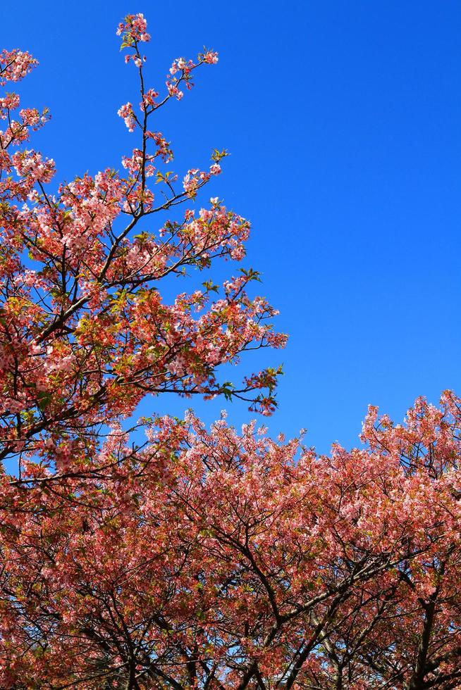 Beautiful spring wild Himalayan cheery blossom blooming on trees with sunlight flare or leak and clear blue sky background at park garden Tokyo, Japan. Pink Sakura flower bushes with copy space. photo