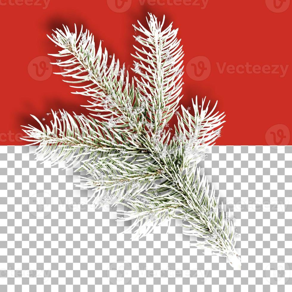 Colección de plantas decorativas navideñas aisladas foto