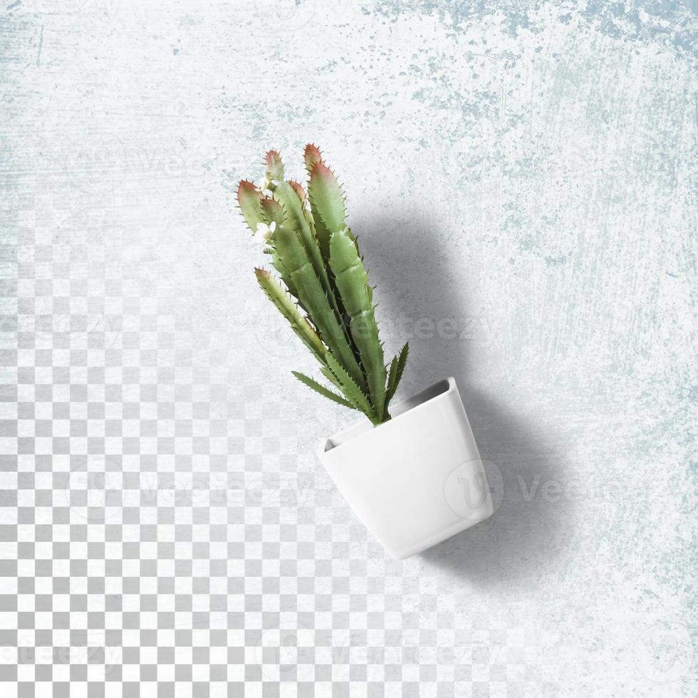 Top up view cactus plant office on white pot isolated photo