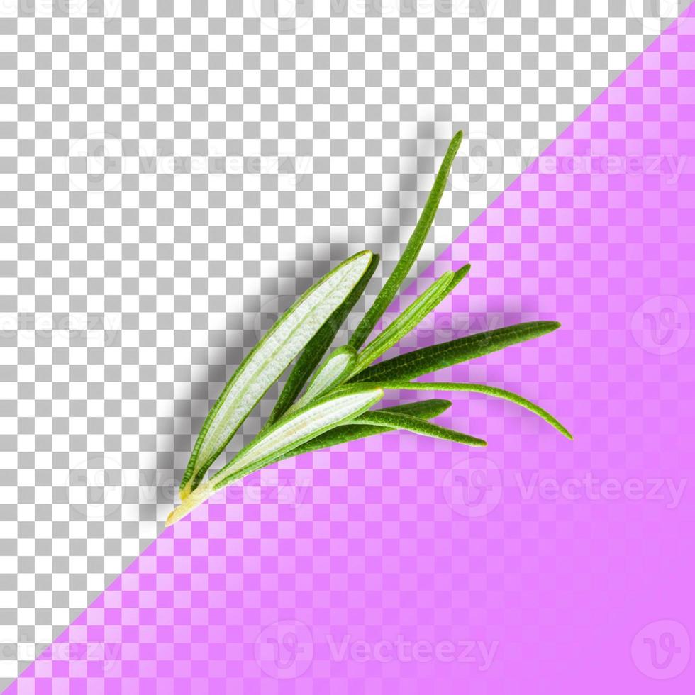 Rosemary leafs isolated on transparent background. PSD photo