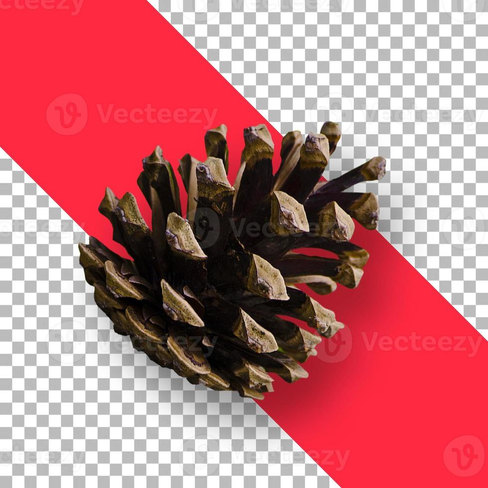 Christmas decoration of pine cone isolated photo