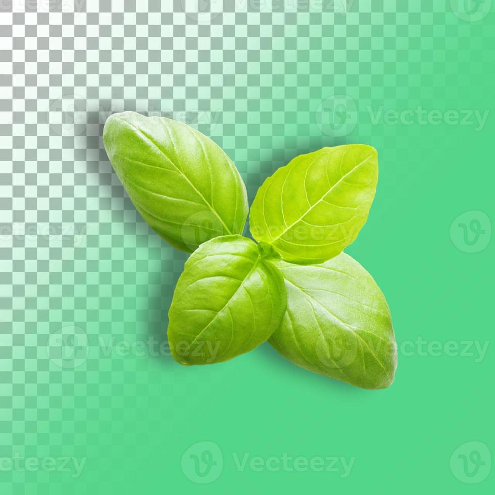 Green fresh basil on transparent background Close Up. photo